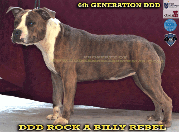 DDD ROCK A BILLY REBEL